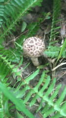 Strobilomyces strobilaceus image