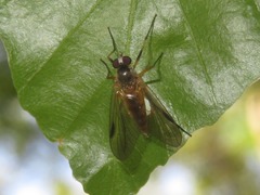 Rhagio lineola