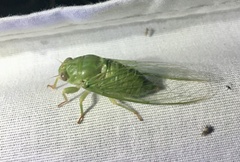 Okanagana viridis