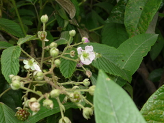 Rubus coriifolius