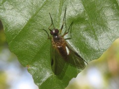 Rhagio lineola
