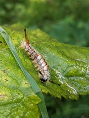 Orgyia pseudotsugata