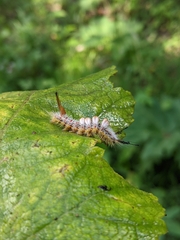 Orgyia pseudotsugata