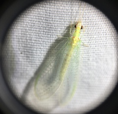 Chrysopa quadripunctata