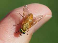 Silvius alpinus
