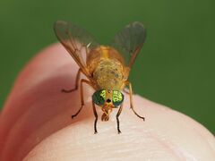 Silvius alpinus