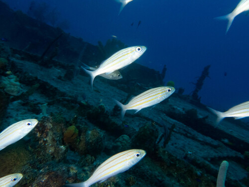 Banana grunt (Haemulon striatum) — Haemulidae — 4