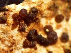 Licea minima