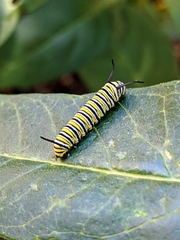 Danaus plexippus