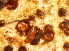 Licea minima