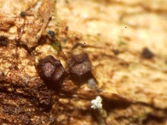 Licea minima