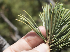 Pinus albicaulis