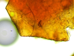 Licea minima