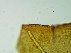 Licea minima