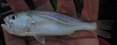 Pennahia aneus