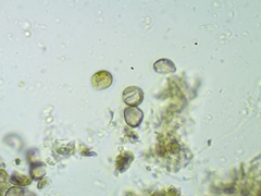Licea minima