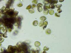Licea minima