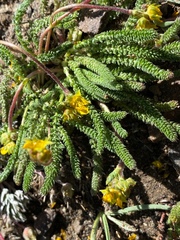 Ivesia lycopodioides scandularis