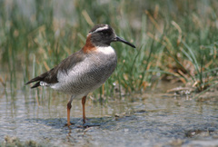 Phegornis mitchellii