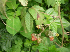 Rubus coriifolius