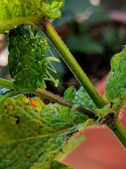 Stagmomantis limbata