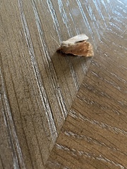 Hypsoropha hormos