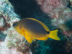 Hypoplectrus guttavarius