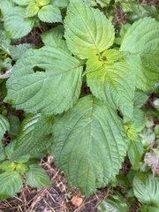 Perilla