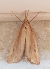 Donacaula forficella