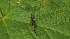 Rhyssella nitida