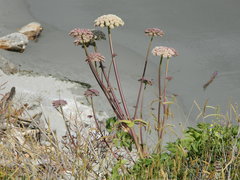 Angelica hendersonii