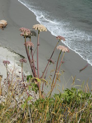 Angelica hendersonii