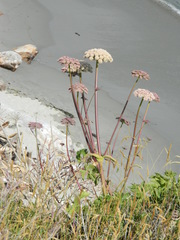 Angelica hendersonii