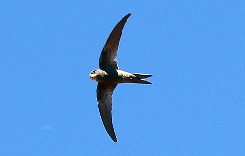 Plain Swift