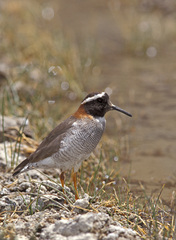 Phegornis mitchellii