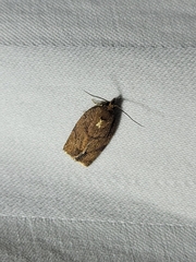 Argyrotaenia juglandana