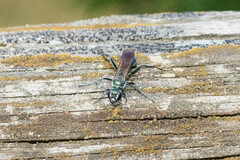 Chalybion bengalense