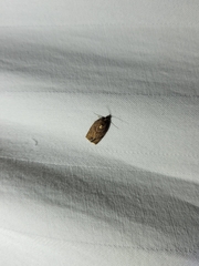 Argyrotaenia juglandana