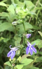 Lobelia
