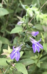 Lobelia