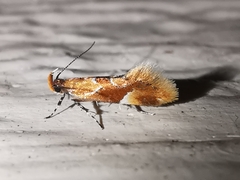 Epicallima formosella