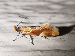 Epicallima formosella