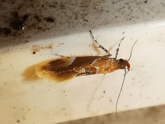 Epicallima formosella