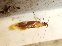 Epicallima formosella