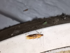 Epicallima formosella