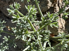 Lomatium cuspidatum
