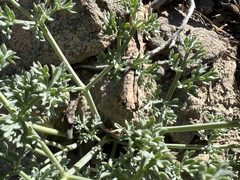 Lomatium cuspidatum
