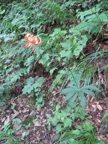 Image of Lilium medeoloides by (c) Marco Mussita, some rights reserved (CC BY)