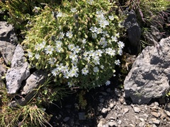 Cerastium uniflorum
