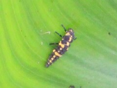 Coleomegilla maculata